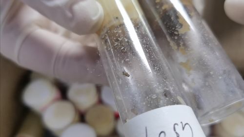 上海海关查获58支含黑腹果蝇幼虫试管,收件方为某研究院