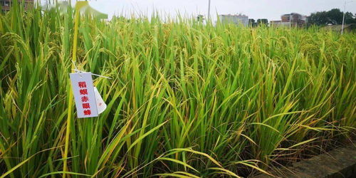 全国昆虫信息素智能缓释防治农作物害虫技术培训班在我市举行