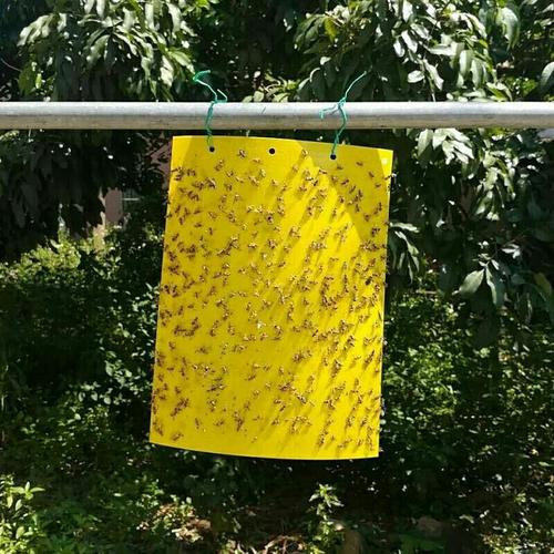 aseblarm黄板双面粘虫板诱虫蓝板纸贴黄色灭小飞虫沾果蝇粘板果园蓟马