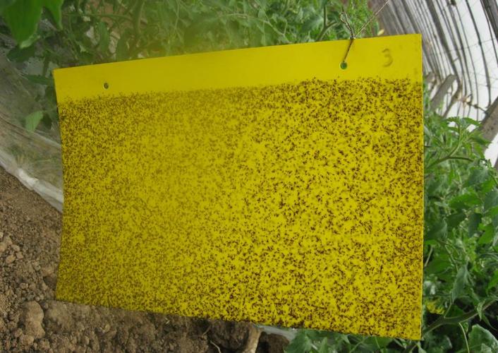 产品简介 详细介绍 粘虫板根据害虫发生规律开始使用,可有效控制害虫