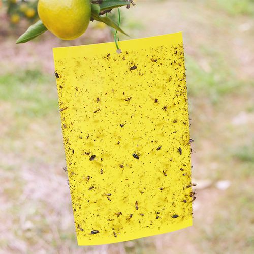 粘虫黄板强力大棚诱虫板蓝板小飞虫蓟马实蝇粘胶板黄色双面粘虫板