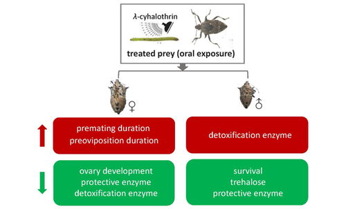 植保所在叉角厉蝽通过三级营养关系摄入杀虫剂后毒理响应机制方面取得新进展